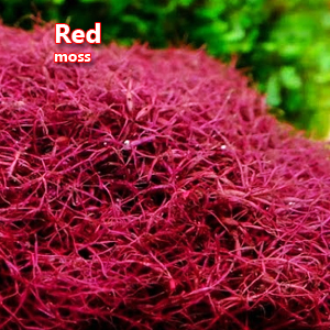 Red moss